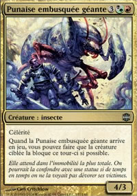 Punaise embusque gante - 