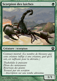 Scorpion des laches - 